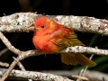 Summer Tanager (immature male) - Dauphin Island--Shell Mound Park, Mobile, Alabama, April 16, 2023