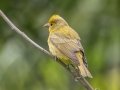 Summer Tanager (female) - Dauphin Island--Shell Mound Park, Mobile, Alabama, April 16, 2023