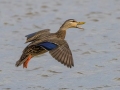Mottled Duck- Dauphin Island - Airport, Mobile County, Alabama, April 11, 2023