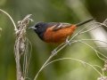 Orchard Oriole (male) - Dauphin Island--Shell Mound Park, Mobile, Alabama, April 16, 2023