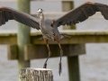Great Blue Heron - Cedar Point - Mobile County, Alabama, April 11, 2023