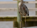 Great Blue Heron - Cedar Point - Mobile County, Alabama, April 11, 2023
