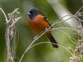 Orchard Oriole (male) - Dauphin Island--Shell Mound Park, Mobile, Alabama, April 16, 2023