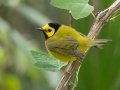 Hooded Warbler (male) - Dauphin Island--Shell Mound Park, Mobile, Alabama, April 16, 2023