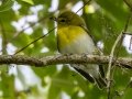 Yellow-throated Vireo - Dauphin Island - Shell Mound Park, Mobile County, Alabama, April 11, 2023