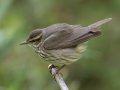 Louisiana Waterthrush - Dauphin Island--Shell Mound Park, Mobile, Alabama, April 16, 2023