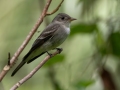 Eastern Wood-Pewee - Dauphin Island - Shell Mound Park, Mobile County, Alabama, April 11, 2023