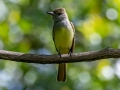 Great-crested Flycatcher - Dauphin Island - Shell Mound Park, Mobile County, Alabama, April 11, 2023