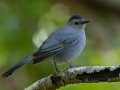 Gray Catbird - Dauphin Island - Shell Mound Park, Mobile County, Alabama, April 11, 2023