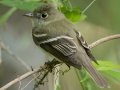Acadian Flycatcher - Dauphin Island--Shell Mound Park, Mobile, Alabama, April 16, 2023