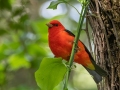 Scarlet Tanager (male) - Dauphin Island--Shell Mound Park, Mobile, Alabama, April 16, 2023