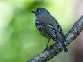 Blue-headed Vireo - Dauphin Island - Shell Mound Park, Mobile County, Alabama, April 11, 2023