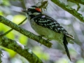 Downy Woodpecker - Dauphin Island - Shell Mound Park, Mobile County, Alabama, April 11, 2023