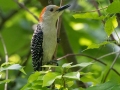 Red-bellied Woodpecker - Dauphin Island - Shell Mound Park, Mobile County, Alabama, April 11, 2023