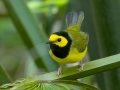 Hooded Warbler - Dauphin Island - Shell Mound Park, Mobile County, Alabama, April 11, 2023
