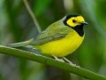 Hooded Warbler - Dauphin Island - Shell Mound Park, Mobile County, Alabama, April 11, 2023