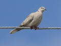 Eurasian-collared Dove - Dauphin Island - Shell Mound Park, Mobile County, Alabama, April 11, 2023