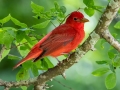 Summer Tanager - Dauphin Island - Shell Mound Park, Mobile County, Alabama, April 11, 2023