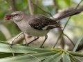 Northern Mockingbird - Dauphin Island - Shell Mound Park, Mobile County, Alabama, April 11, 2023