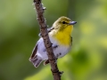 Yellow-throated Vireo - Dauphin Island - Shell Mound Park, Mobile County, Alabama, April 11, 2023