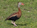 Black-bellied Whistling-Duck - Dauphin Island--Shell Mound Park, Mobile, Alabama, April 16, 2023