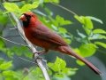 Northern Cardinal - Dauphin Island - Shell Mound Park, Mobile County, Alabama, April 11, 2023