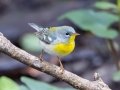Northern Parula - Dauphin Island - Shell Mound Park, Mobile County, Alabama, April 11, 2023
