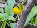 Kentucky Warbler - Dauphin Island - Shell Mound Park, Mobile County, Alabama, April 11, 2023