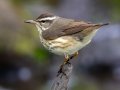 Louisiana Waterthrush - Dauphin Island - Shell Mound Park, Mobile County, Alabama, April 11, 2023