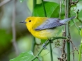 Prothonotary Warbler - Dauphin Island - Shell Mound Park, Mobile County, Alabama, April 11, 2023