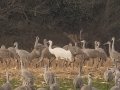 Whooping Crane - Wheeler NWR--Visitors Center (NABT 16), Morgan, Alabama, January 22, 2022
