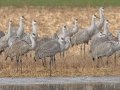 Greater White-fronted Goose - Wheeler NWR--Visitors Center (NABT 16), Morgan, Alabama, January 22, 2022