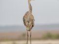 Great Blue Heron - APRIL 13 2022 - Cedar Point - Mobile County - AL