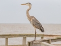 Great Blue Heron - APRIL 13 2022 - Cedar Point - Mobile County - AL