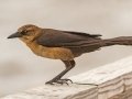 Boat-tailed Grackle - APRIL 13 2022 - Cedar Point - Mobile County - AL