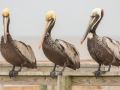 Brown Pelican - APRIL 13 2022 - Cedar Point - Mobile County - AL