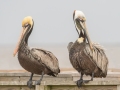 Brown Pelican - APRIL 13 2022 - Cedar Point - Mobile County - AL