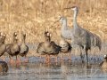 Greater White-fronted Goose - Wheeler NWR--Visitors Center (NABT 16), Morgan, Alabama, January 22, 2022