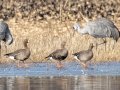 Greater White-fronted Goose - Wheeler NWR--Visitors Center (NABT 16), Morgan, Alabama, January 22, 2022