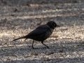 Rusty Blackbird - Wheeler NWR--Visitors Center (NABT 16), Morgan, Alabama, January 22, 2022