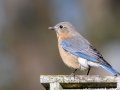 Eastern Bluebird - Wheeler NWR--Visitors Center (NABT 16), Morgan, Alabama, January 22, 2022