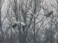 Whooping Crane - Wheeler NWR--Visitors Center (NABT 16), Morgan, Alabama, January 24, 2022