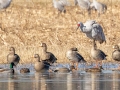 Greater White-fronted Geese - Wheeler NWR--Visitors Center (NABT 16), Morgan, Alabama, January 22, 2022