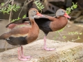 Black-bellied Whistling-Duck - APRIL 13 2022 - Dauphin Island - Shell Mound Park - Mobile County - AL