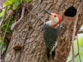 Red-bellied Woodpecker - Dauphin Island - Shell Mound Park,  Mobile, AL April 14, 2021