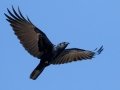 American Crow - Wheeler NWR--Visitors Center (NABT 16), Morgan, Alabama, January 22, 2022