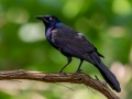 Common Grackle (Purple?),  Dauphin Island - Shell Mound Park,  Mobile County, AL, May 4, 2021