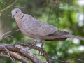 Eurasian-collared Dove, Dauphin Island - Shell Mound Park,  Mobile County, AL, May 4, 2021