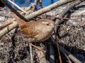 Winter Wren - Wheeler NWR--Visitors Center (NABT 16), Morgan, Alabama, January 22, 2022