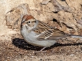 Chipping Sparrow - Wheeler NWR--Visitors Center (NABT 16), Morgan, Alabama, January 22, 2022